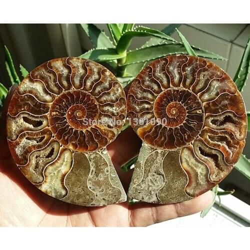 Xd j00308 1 pair of Split Ammonite Fossil Specimen Shell Healing Madagascar
