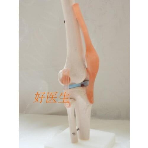 Natural size big model Knee model human skeleton model with ligaments joint model