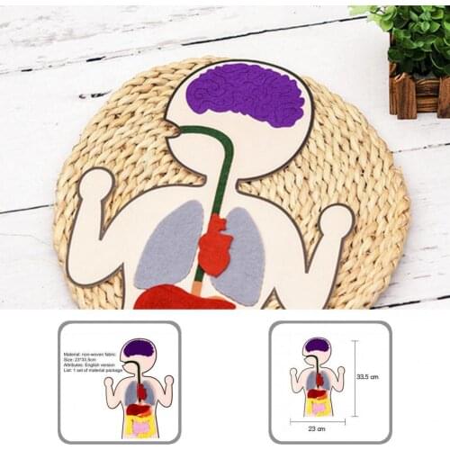 Smooth Surface 1 Set Multifunctional Wear-resistant Human Internal Organs Kit Educational for Children