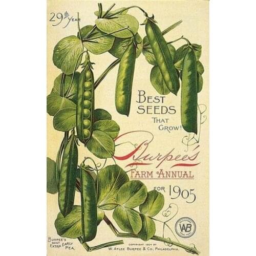 Vintage Pea Best Seeds That Grow Farm Annual for 1905 Metal Tin Sign 8x12 Inch Retro Farm Flower Market Garden Yard Home