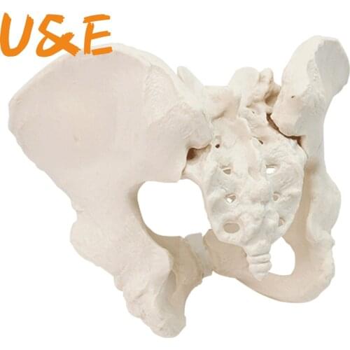 Scientific female pelvis model, Movable,Elastic cord link, Life size pelvis, Human anatomy features hip, Sacrum and tailbone