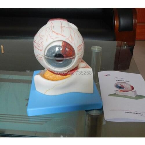 Eyeball Structure Model ,Eye Anatomical Model