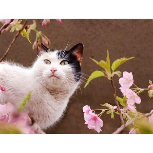 Diamond painting cat diamond mosaic icon full diamond embroidery photo picture with rhinestones handcraft sewing up complete