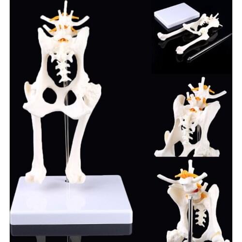 Dog Canine Lumbar Hip Joint with Femur Model Teaching Anatomy Skeleton Display