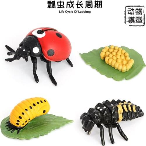 Simulated Insect Animal Model Childrens Cognitive Science Teaching Toy Seven-star Ladybug Growth Cycle Series Swing Hand-held