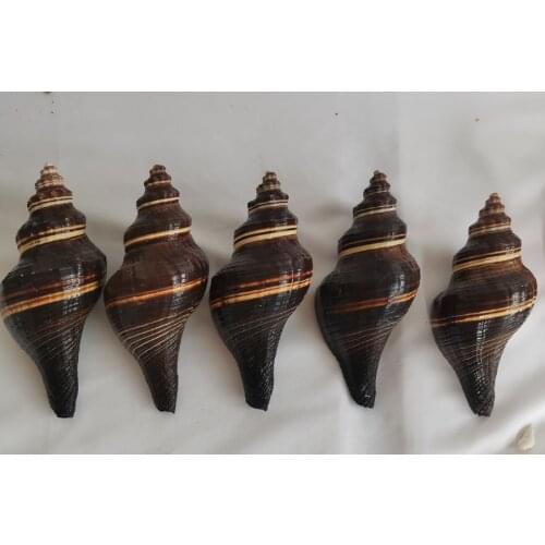 12-16 cm Large Natural Conchs SeaShells Black Fragrant Snail Noble Temperament Home Living Room Office Decoration