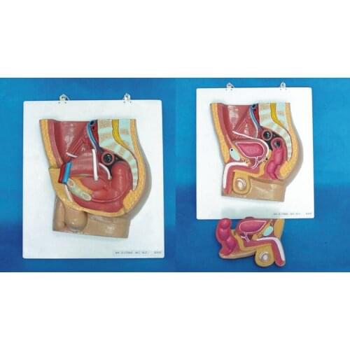 Hanging flat Healthy Men Intraperitoneal Reproductive system Medical Teaching model free shipping