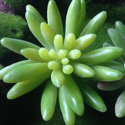 NuoNuoWell 3xPlastic Succulent Plants Artificial Flower Wedding Decor Mini Grass 8cm*9cm