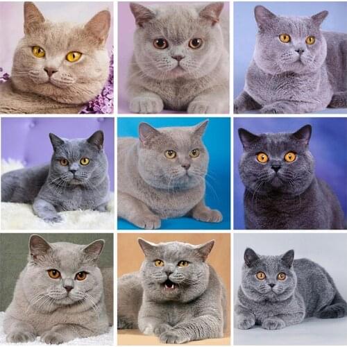 Animals Cat series Diamond Painting Diamond embroidery 5d diy full round diamond mosaic Christmas Decoration Home painting