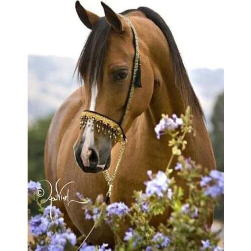 5D diy diamond painting horse full rhinestone embroidery mosaic pictures animal diamond embroidery kit home decor