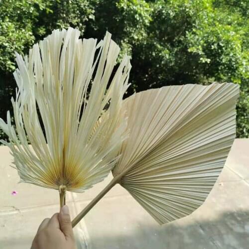 2PCS/20*40cm,Natural Palm leaves,Dried display Palm Fan Leaf For Art Wall Hanging Wedding home Party arrange flowers Decoration