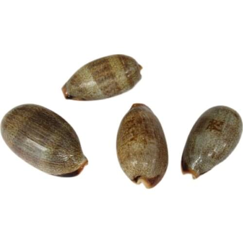 Natural shell conch gray green treasure snail home decoration childrens toy photography props