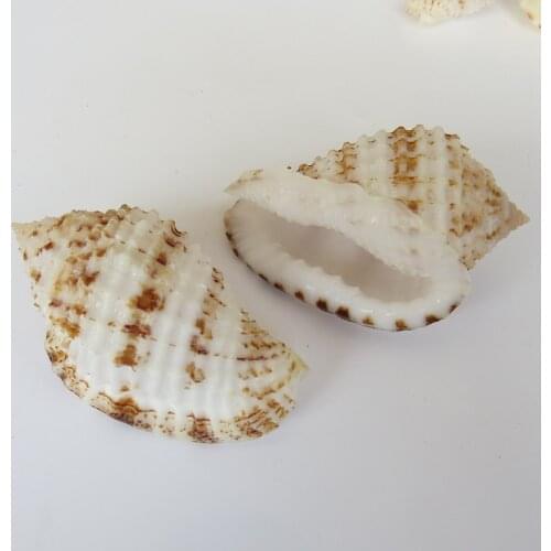 Natural shells, conch, large snails, home decoration, childrens toys, photography props