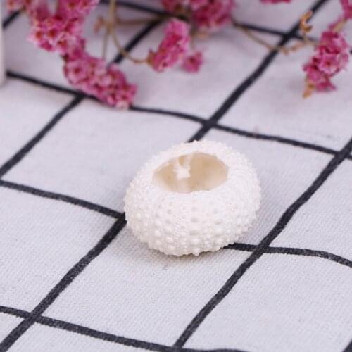 2PC Natural Sea Urchin Shell Conch Tillandsia Potted Plant Home Decoration