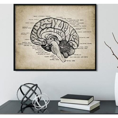 Vintage Brain Anatomy Medical Print Physiology Poster Doctor Gift Office Decor Medicine Clinic Wall Art Canvas Painting Picture