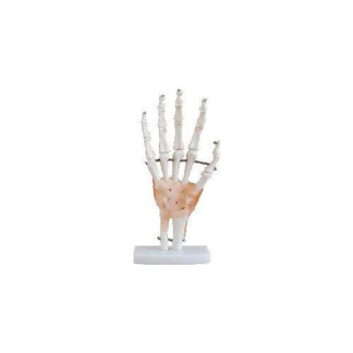 Natural big model human model Hand joint model with ligaments