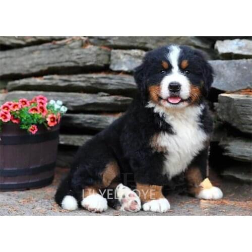 Needlework 5D DIY Diamond Cross Stitch Painting Bernese Mountain Dog Full Diamond Embroidery Dog Diamond Mosaic Pattern TY261