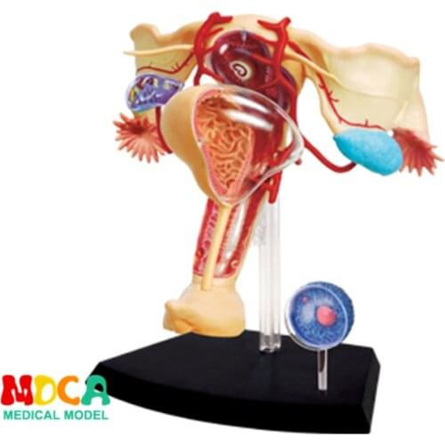 Female reproductive system 4d master puzzle Assembling toy human body organ anatomical model medical teaching model