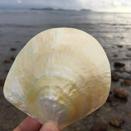 Polished Yellow Mother of Pearl Shell Home Decoration Aquarium Landscaping Photography Props Crafts Carved Inlay Material 1pcs