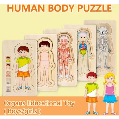 Wooden Human Body Puzzle Body Parts Gender Muscles Bones Organs Cognition Educational Toy for Kids Toddlers Birthday Xmas Gift