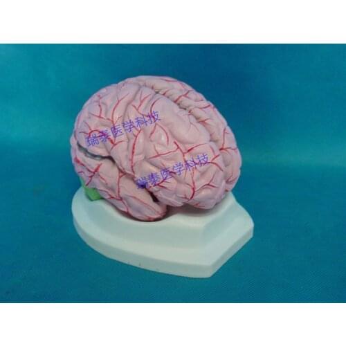 1:1Brain tissue model with Blood vessel Anatomy of the brain