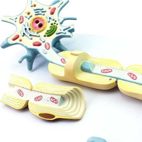 Medical neuron cell body nerve fiber structure magnification model Medical brain solution neurology 2 parts