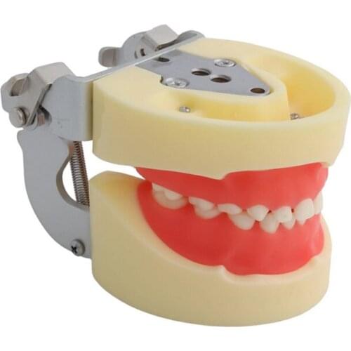 Dental Practice teeth Model M7014/Dental toothbrush teeth model/Dental Children Removable Deciduous Teeth Model