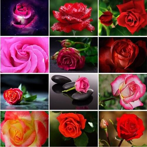 DIY 5D Diamond Painting Full Round Square Resin Mosaic Diamonte Embroidery Cross Stitch Kits Wall Art Handcraft Colorful Rose