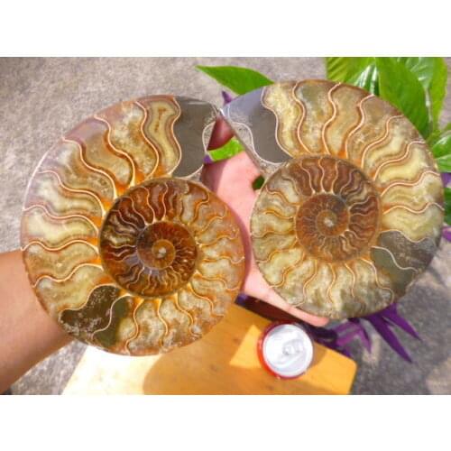 1000g(2.2 lb) 1 Pair Half Cut Ammonite Shell Fossil Specimen Madagascar