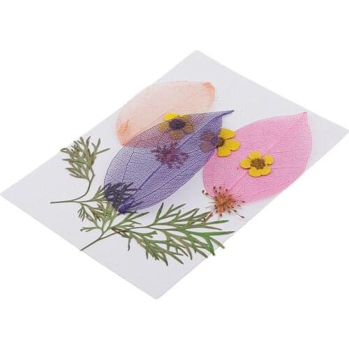 1 Pack Pressed Dried Flowers Leaves Specimen for Handmade Craft DIY Ornament