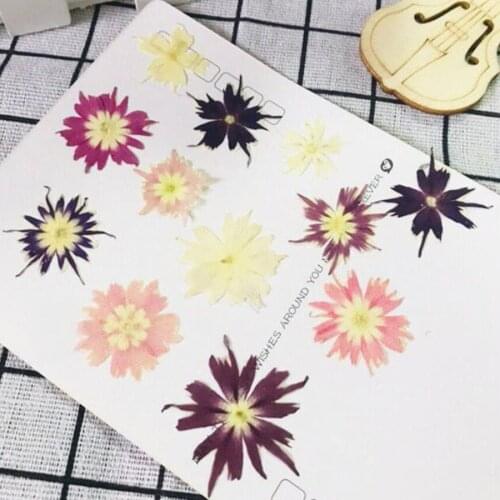12pcs 1-3cm Pressed Dried Phlox Subulata Flower Plant Herbarium For Jewelry Bookmark Phone Case Invitation Card Handcraft DIY