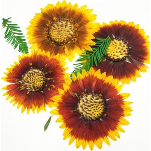 50 pcs Pressed Flower Celestial chrysanthemum tiger skin chrysanthemum real flower material DIY face decoration