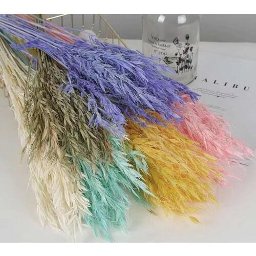 Natural Dried Flowers Oat Pampas Grass Decoration DIY Christams Room Decor Accessories Wedding Supplies Marriage Decoration