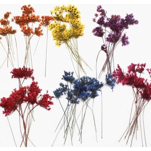 120pcs Pressed Dried Ammi Majus Flower With Stalks Plants Herbarium For Times Gems Jewelry Postcard Phone Case Bookmark Making