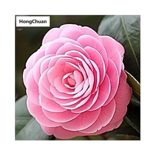 Diamond embroidery, pink rose 5D, diamond painting, cross stitch, 3D square, diamond mosaic, home decoration, new year gift