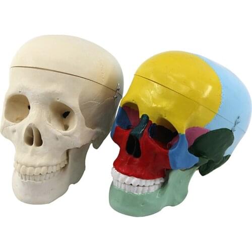 Human Skull Anatomical Model, Life Size Adult Human Anatomy Head Skeleton Model with Removable Skull and Moving Jaw