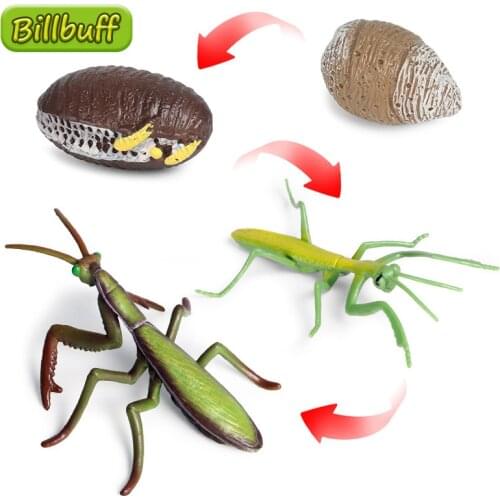 Hot Simulation Animal Insect Model Mini Animal Praying Mantis Growth Cycle Ornaments Kids Cognitive Educational Toy for Children