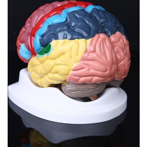 Life Size Human Brain Functional Area Model Anatomy for Science Classroom Study Display Teaching