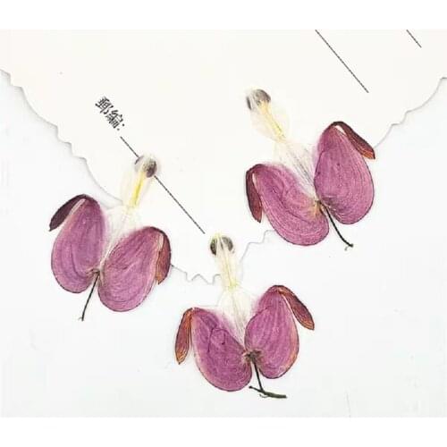 100pcs Pressed Dried Calceolaria Purple Flower Leaf Plant Herbarium For Nail Art Jewelry Bookmark Phone Case Face c Card DIY