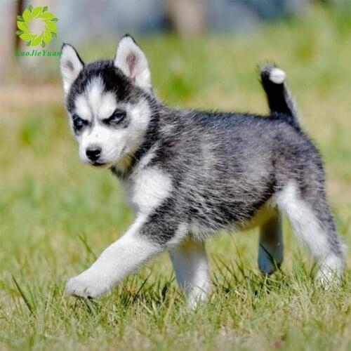 Full Square Diamond Painting 5D DIY Animal Diamond Embroidery Cross Stitch Kit Handmade Gift Home Decoration