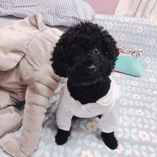 New Arrival Silk Shirt Pajamas Pet Dog Summer Clothes For Small Medium Puppy Dogs Clothing Chihuahua Pug French Bulldog LDC33