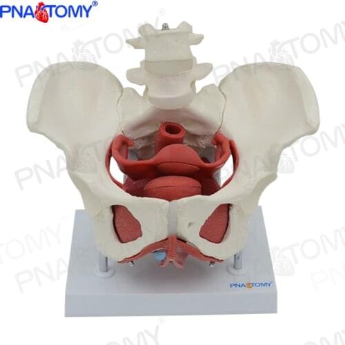 Adult Female Pelvis with Muscle Organs Pelvic Floor Muscle Model PNT-0589-3B Life Size PVC Medical Science Anatomical Model