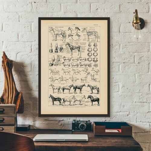 Vintage French Horse Anatomy Chart Prints Biology Wall Art Decor , Horse Illustration Animal Poster Canvas Painting Office Decor