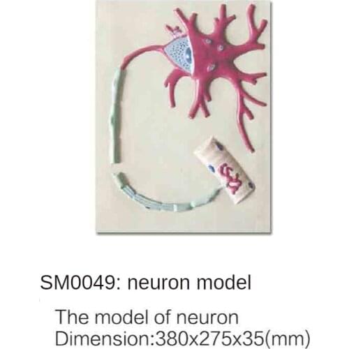 SMO049 neuron model