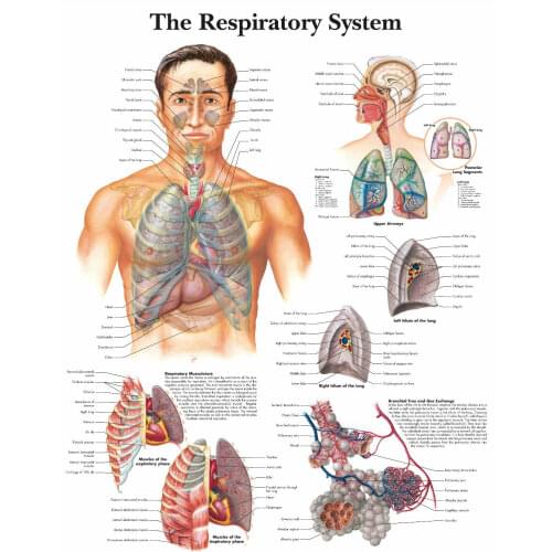 The Respiratory System Picture Art print Silk poster Home Wall Decor