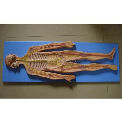 Nervous System Model,Anatomical Models of the Nervous System,Model of The Human Nervous System