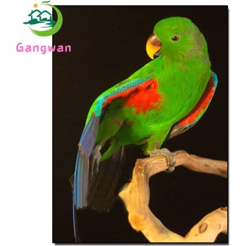Diamond Painting Animals Full Square round 5D DIY Diamond Embroidery Bird Rhinestones Mosaic Parrot Cross Stitch Home Decor