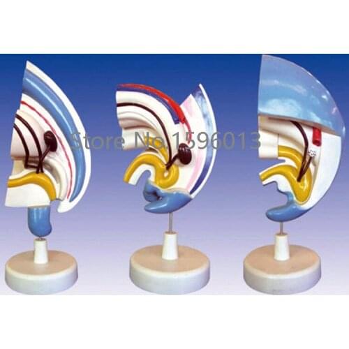 Urinary system development/evolve Model 3 parts, Evolution of the urinary system model