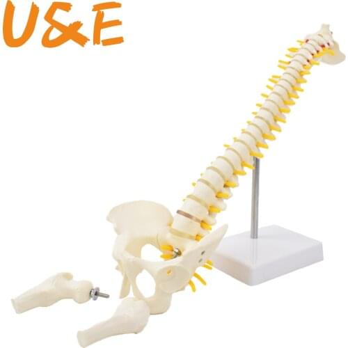 85CM hanging muscle start and stop point writing color spine belt femur massage beauty human spine model MJZ203