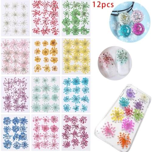 12pcs Hand-made Pressed Dried Ammi Majus Flower True Flower Plant For Home Party Decoration Gifts DIY Mobile Phone Shell Materia